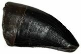 Serrated, Tyrannosaur (Nanotyrannus) Tooth - Montana #350384-1